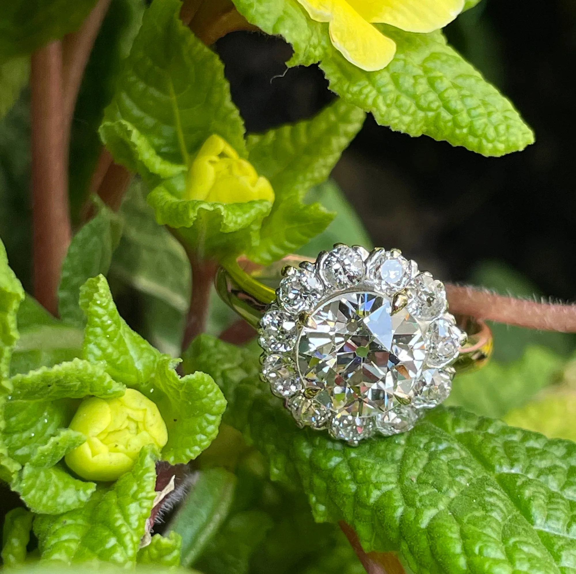 1900s GIA 2.87ctw Antique Edwardian OLD EUROPEAN Diamond Cluster 14K Gold Platinum Ring